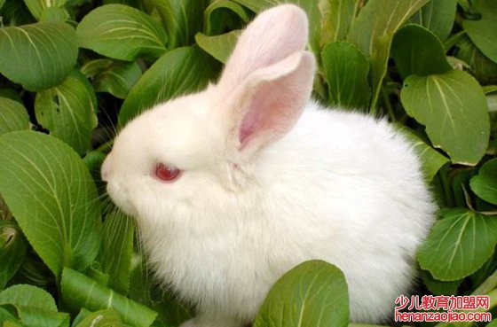 为什么白兔的眼睛是红色的